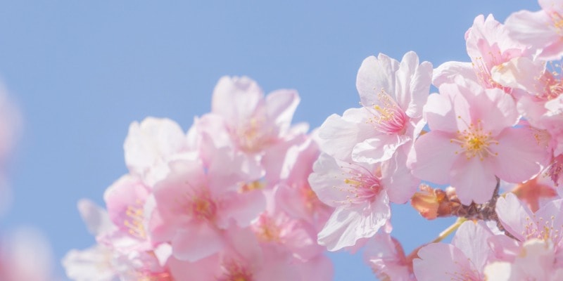 お花見や春の食卓に